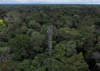 El crecimiento verde en la Amazonía genera $ 8 mil millones anuales para la economía brasileña para 2050