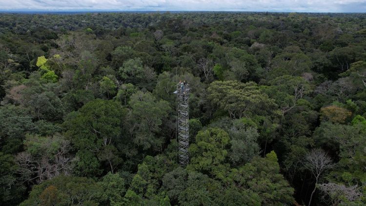 El crecimiento verde en la Amazonía genera $ 8 mil millones anuales para la economía brasileña para 2050