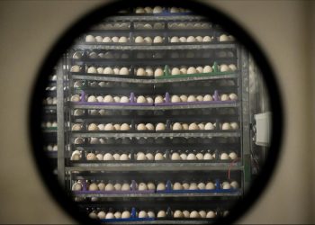 Exportaciones brasileñas de huevo superan en cinco meses exportaciones de 2022