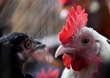 Producción avícola brasileña sigue libre de gripe aviar