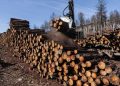 La Tierra perdió el equivalente a un campo de pelota forestal cada 5 segundos en 2022