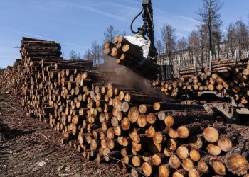 La Tierra perdió el equivalente a un campo de pelota forestal cada 5 segundos en 2022