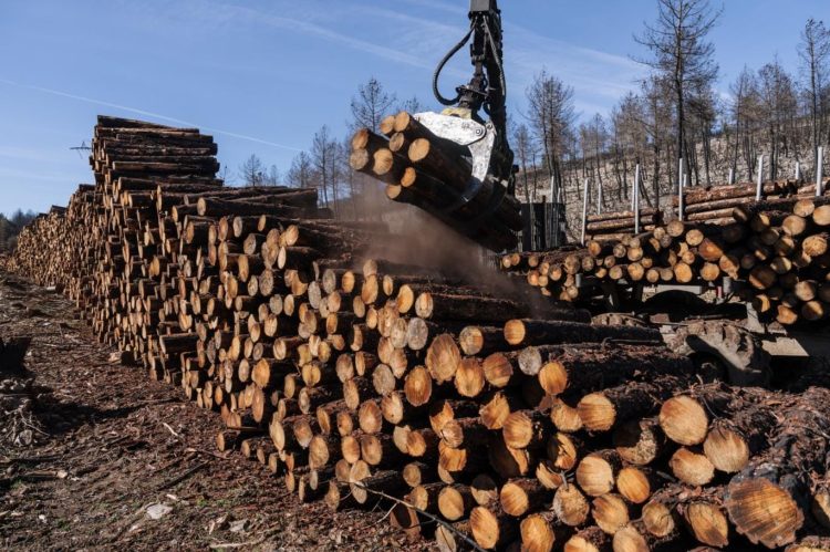 La Tierra perdió el equivalente a un campo de pelota forestal cada 5 segundos en 2022