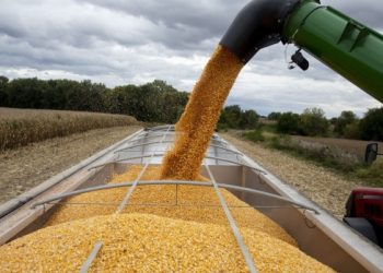 México impone aranceles del 50% a las importaciones de maíz blanco