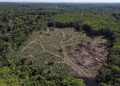 Cómo se refleja la selva amazónica en Brasil
