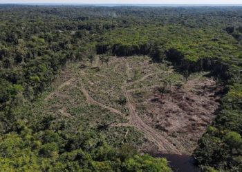 Cómo se refleja la selva amazónica en Brasil