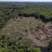 Cómo se refleja la selva amazónica en Brasil