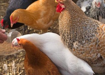 Las exportaciones avícolas de Brasil aumentaron un 8,5% en el primer semestre de 2023