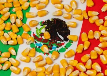 La producción de maíz en México aumenta durante 2023