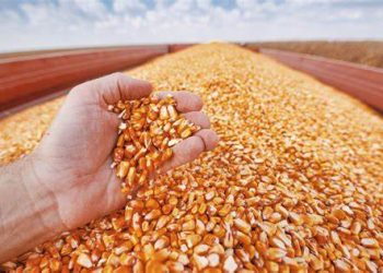 Brasil termina a décadas de dominación de los estadounidenses del comercio de maíz