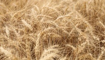 Expectativas de producción significativa.. Se completa un 71% de la cosecha de trigo de Argentina