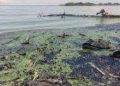 El ambiente de Venezuela ha sido dañado con un derrame de casi mil barriles de petróleo al día