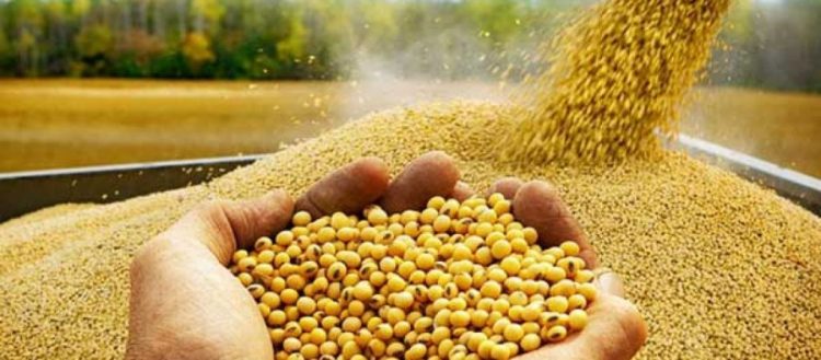 Según los expectativas, un aumento de la producción brasileña de soja 4,5% en la temporada actual