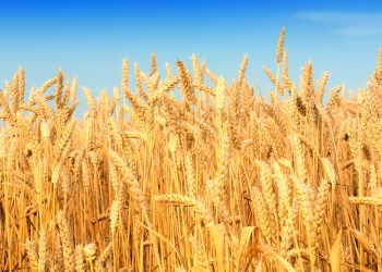 Estudio: La producción de granos en el noreste de Brasil aumentará 37% hasta 2033