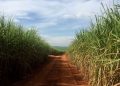 Mubadala apuesta por el etanol en lugar de azúcar con una nueva inversión en Brasil