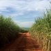 Mubadala apuesta por el etanol en lugar de azúcar con una nueva inversión en Brasil