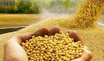 expectativas de un aumento significativo en la producción brasileña de soja el próximo año