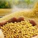 expectativas de un aumento significativo en la producción brasileña de soja el próximo año