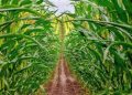 Las lluvias tardías en Argentina amenazan el cultivo del maíz durante la temporada actual.