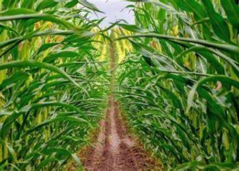 Las lluvias tardías en Argentina amenazan el cultivo del maíz durante la temporada actual.