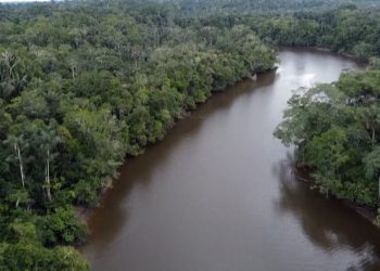Ecuador prohibió el aceite del Amazonas. Lola brasileña quiere cavar