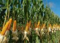 Argentina espera producción récord de maíz y soja