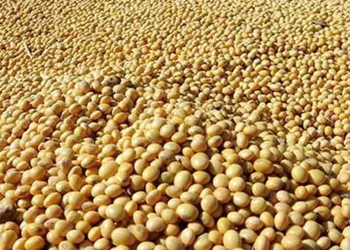 El calor extremo en Brasil plantea un riesgo para el cultivo de soja