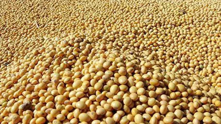 El calor extremo en Brasil plantea un riesgo para el cultivo de soja