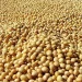 El calor extremo en Brasil plantea un riesgo para el cultivo de soja