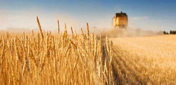 Rusia entra en los principales exportadores de trigo a Brasil