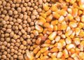 Brasil se prepara para recibir 323 millones de toneladas de granos agrícolas para la temporada 2023/2022