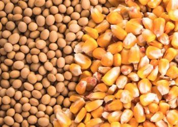 Brasil se prepara para recibir 323 millones de toneladas de granos agrícolas para la temporada 2023/2022