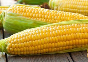 Brasil termina de cosechar el 88% del área plantada con maíz