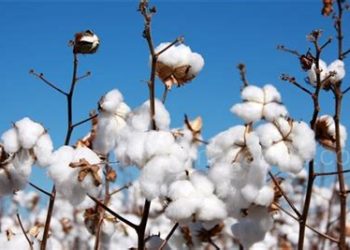 Brasil está a punto de convertirse en el mayor exportador de algodón del mundo