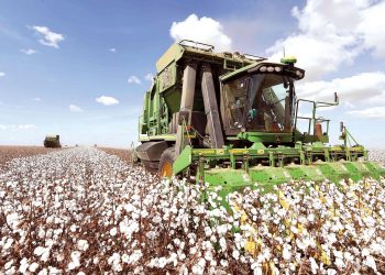 Crece el cultivo de algodón en Brasil