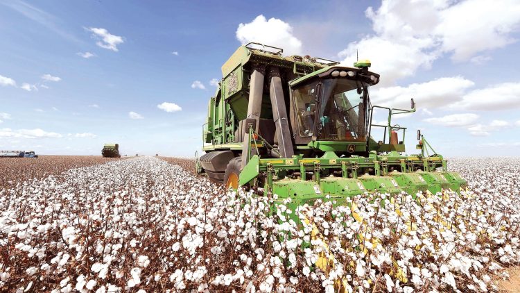 Crece el cultivo de algodón en Brasil