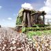 Crece el cultivo de algodón en Brasil