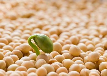 La soja disminuye con enfoque en cultivos de Estados Unidos y Brasil