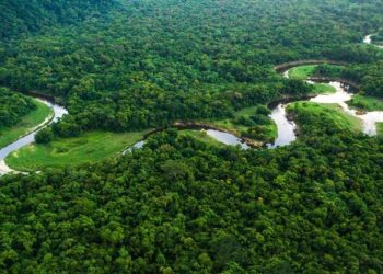 La sequía destruye la Amazonía brasileña.. Bajo nivel de agua en el lago Teve