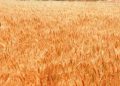 $900 millones de pérdidas de producción de trigo en Argentina debido a la sequía