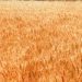$900 millones de pérdidas de producción de trigo en Argentina debido a la sequía