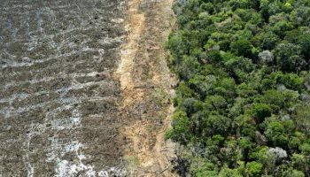 El cambio climático es un espectro que amenaza al mundo. La sequía amenaza los pulmones de la Tierra y aniquila el Amazonas