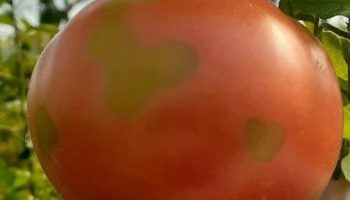 Periódico latino: Tomates argentinos golpeados por grave virus de preocupación