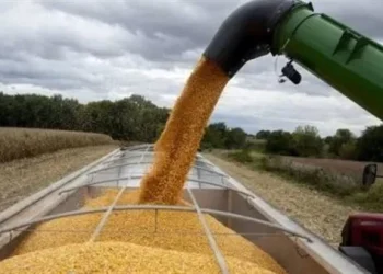 Estados Unidos pierde el primer lugar como fuente de maíz ante Brasil