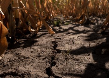 La economía argentina recibe un nuevo golpe debido a la peor sequía