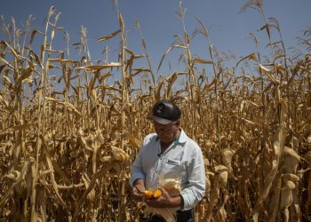 Brasil negocia 2 mil millones de dólares en financiamiento para aumentar tierras agrícolas