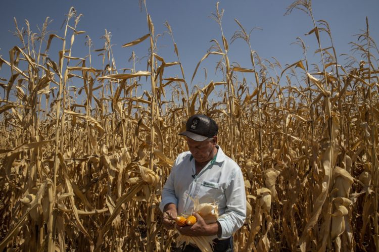 Brasil negocia 2 mil millones de dólares en financiamiento para aumentar tierras agrícolas