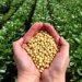 Las malas condiciones climáticas amenazan el progreso del cultivo de soja en Brasil