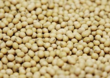 Aumento de soja y maíz debido a los temores climáticos en Brasil y dólar débil