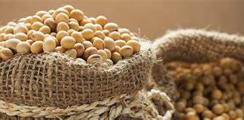 Brasil reduce sus estimaciones de producción de soja debido a cambios climáticos